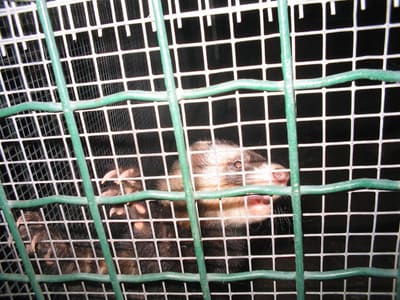 V parke 26