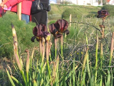Iris04
