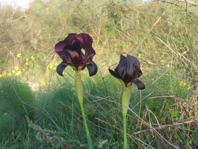 Iris12