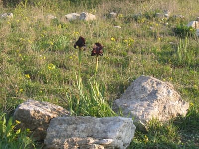 Iris13