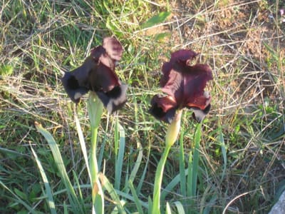 Iris14
