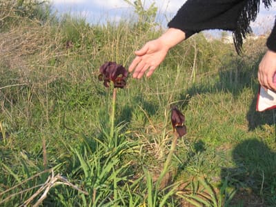 Iris15