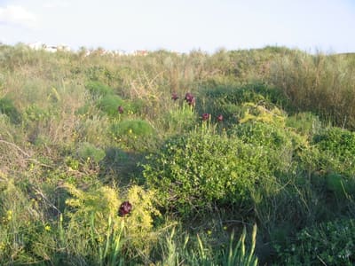 Iris16