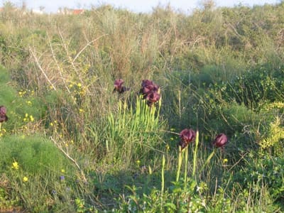 Iris17