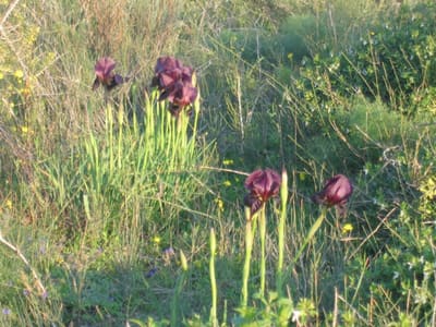 Iris18