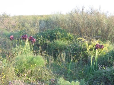 Iris19