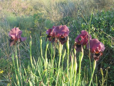 Iris20