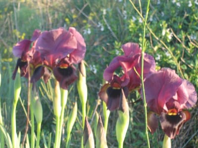 Iris21