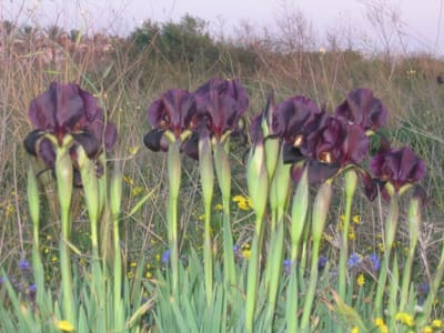Iris32