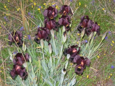 Iris33