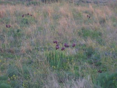 Iris34