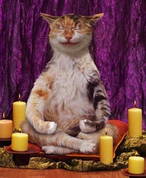 Буддистский кот