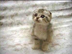 Кот бойцовый