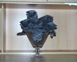 Торчун групповой