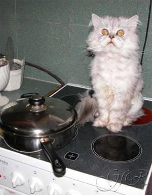 Атомный кот