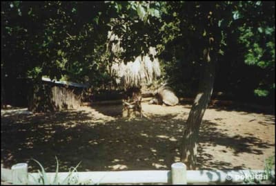 Safari2