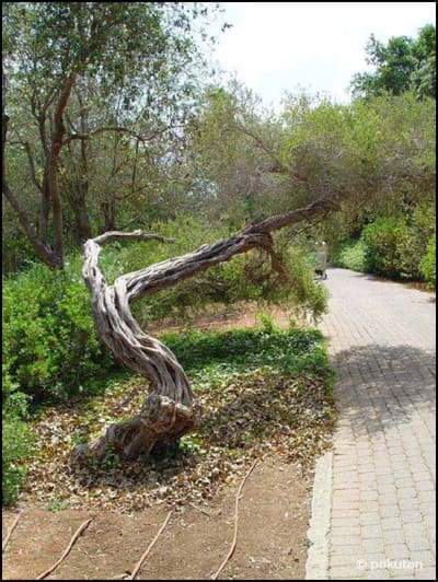 Park12