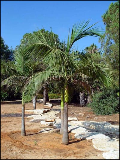 Park19